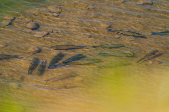 魚