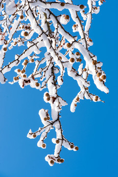 樹枝上的積雪