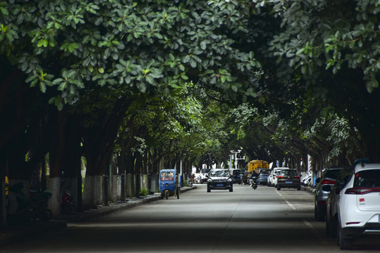 云南蒙自市區(qū)道路綠樹成蔭