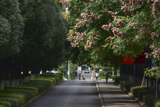 云南蒙自市區(qū)道路綠樹成蔭