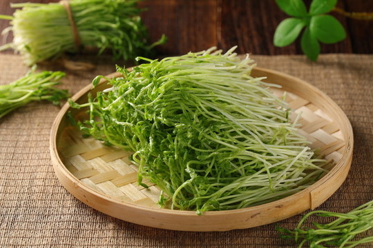 豆苗