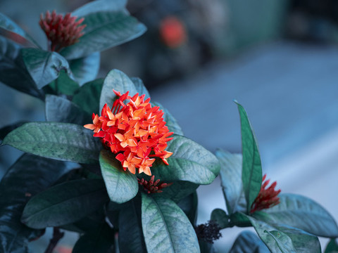 龍船花