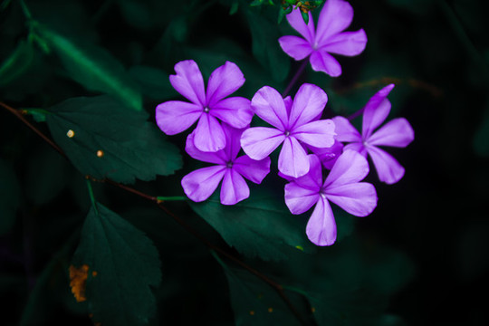 盛開(kāi)的藍(lán)雪花