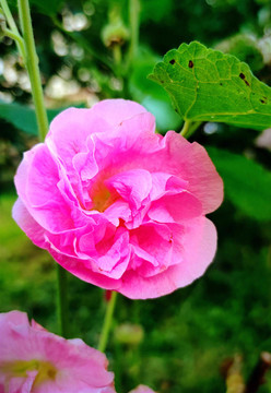 芍藥花