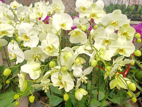 蘭花