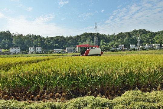機(jī)械收割稻谷
