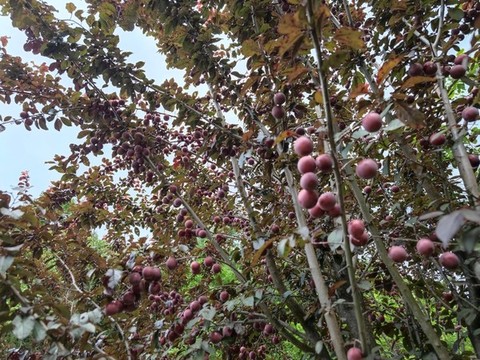 秘境神農(nóng)架桃花谷