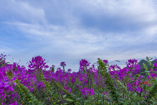 花