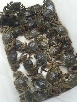 活大閘蟹