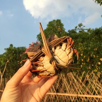 大閘蟹