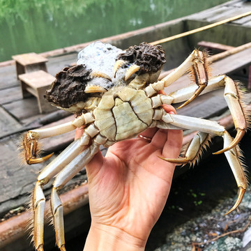 活大閘蟹