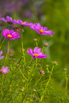 花兒