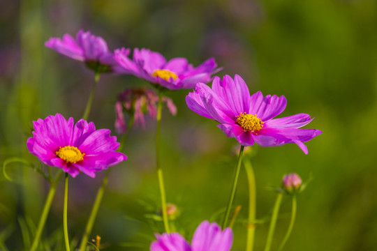 花兒