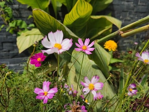 秋英花