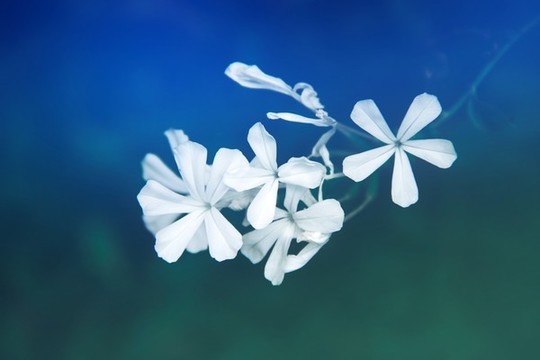 朦朧美感的白色藍雪花