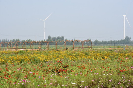 菊花景色