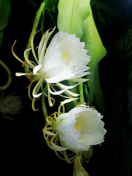 曇花一現(xiàn)