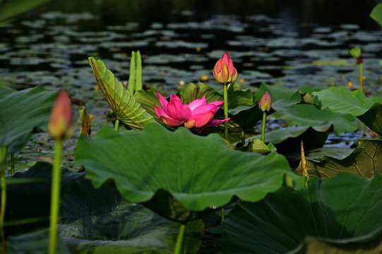荷花