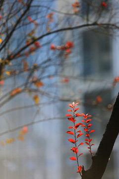 紅葉