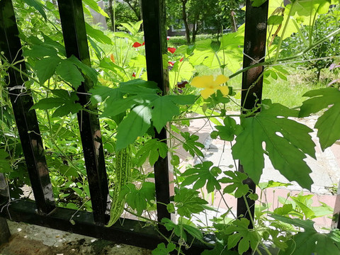 藏不住的果實