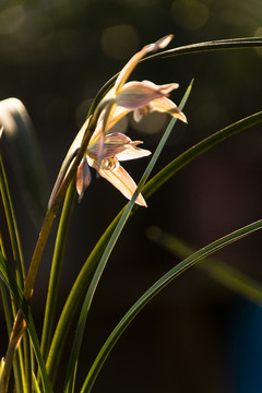 蘭花