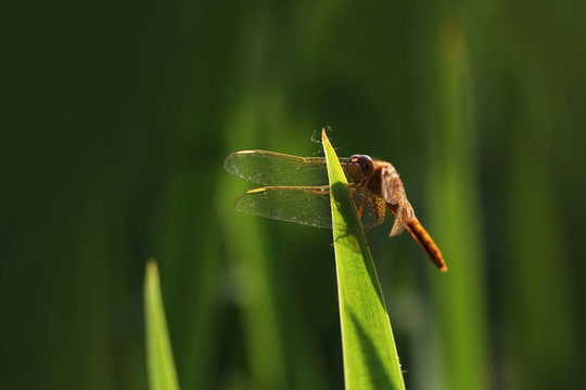 蜻蜓