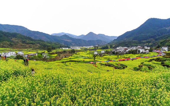 婺源江嶺油菜花