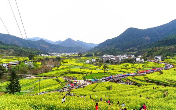 婺源江嶺油菜花