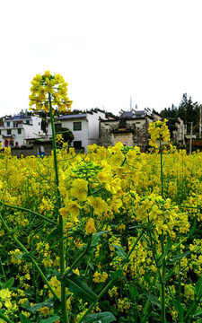 油菜花
