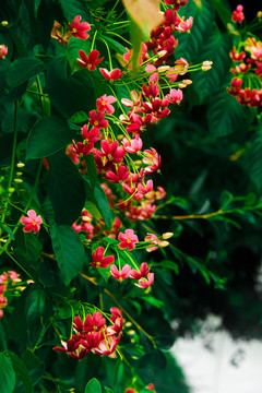 成片盛開的使君子花