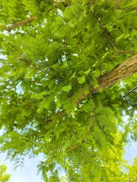 水杉綠樹綠葉梳子杉