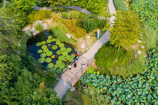 航拍鄭州紫荊山公園荷塘王蓮葉