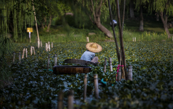 采南湖菱