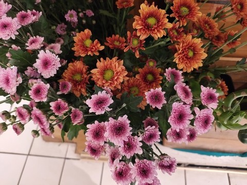 菊花