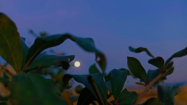 圓月夜