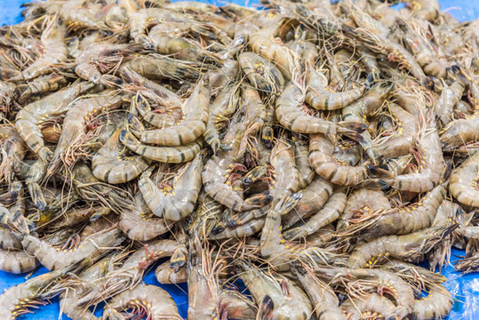 一大堆冰鮮的竹節(jié)蝦特寫