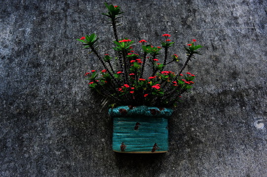 花卉