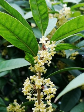 桂花