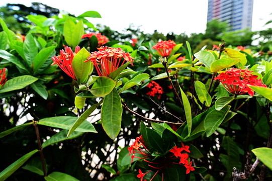 花卉