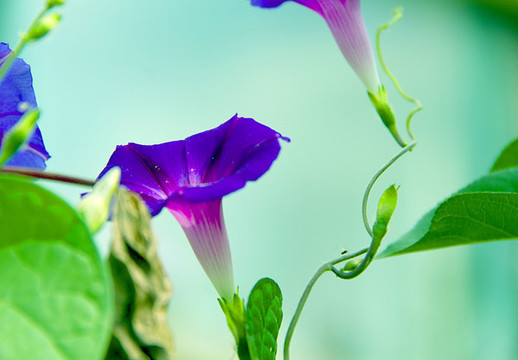 牽牛花盛開景致美