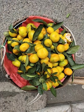 蜜橘