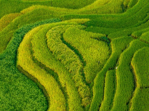 加榜梯田