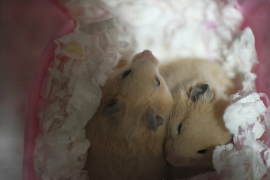 倉鼠