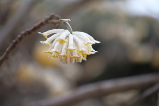 結(jié)香花