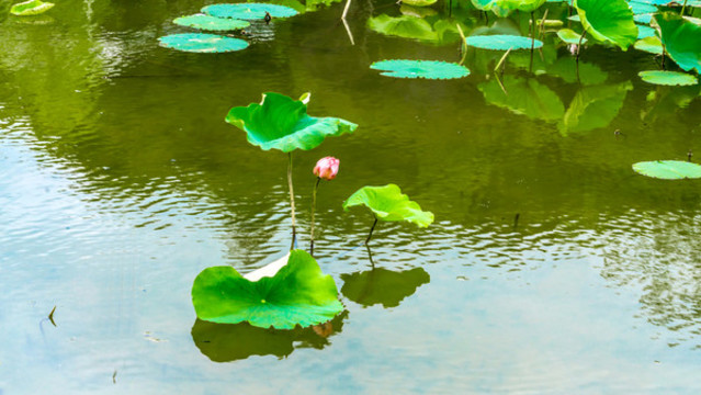 賞荷2