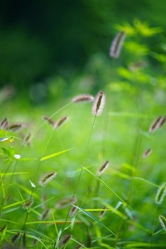 狗尾巴草特寫(xiě)