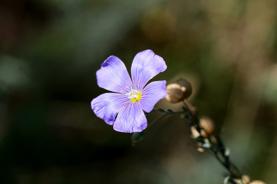 小藍(lán)花
