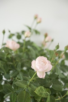 月季花