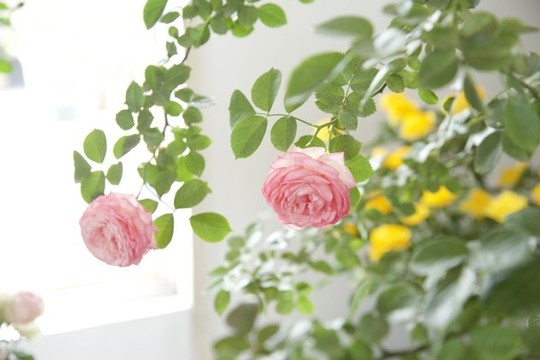 花月季