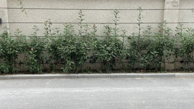 墻角綠植